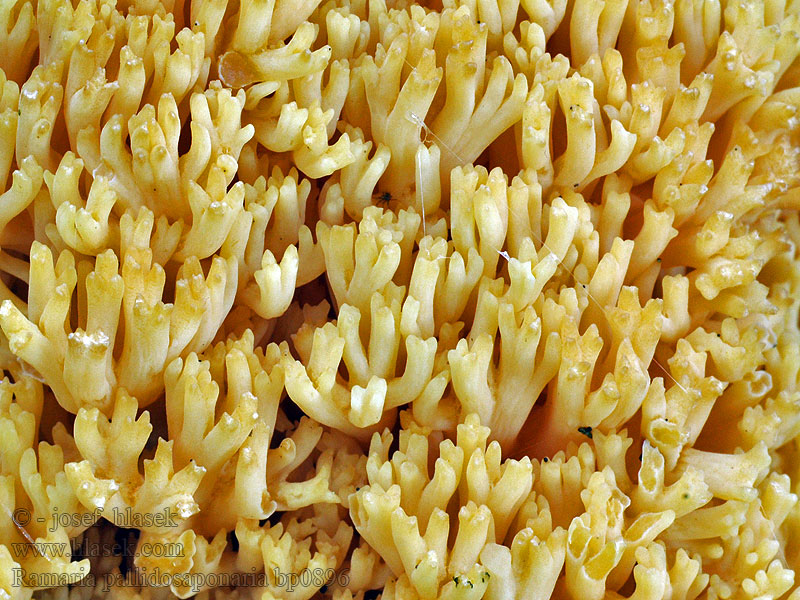 Ramaria pallidosaponaria