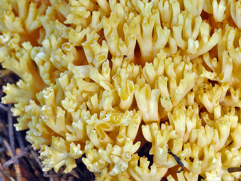 Ramaria pallidosaponaria