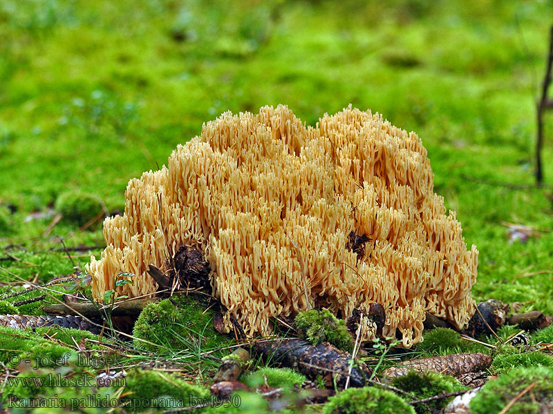 Ramaria pallidosaponaria