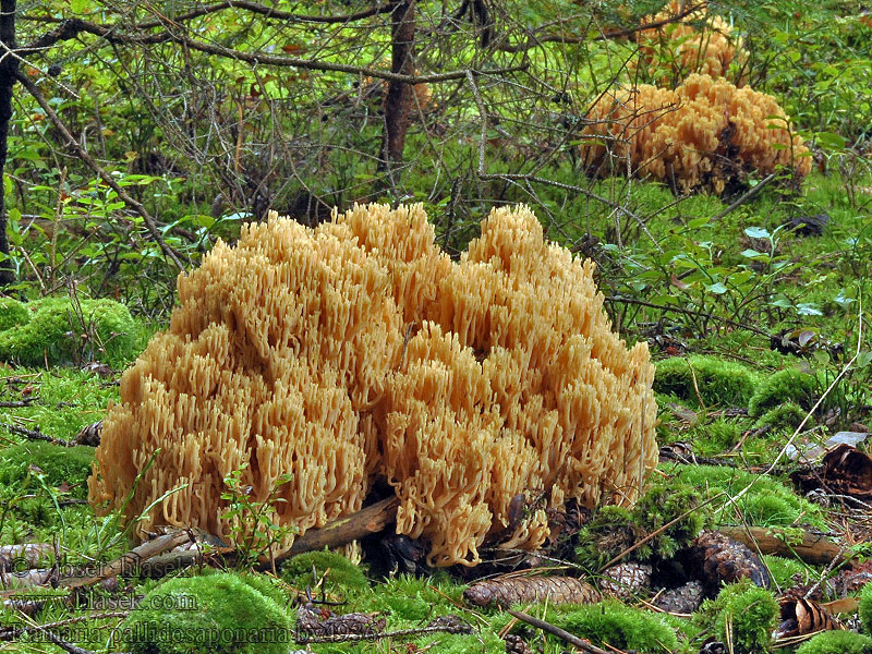 Ramaria pallidosaponaria