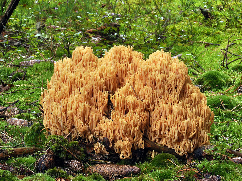 Ramaria pallidosaponaria