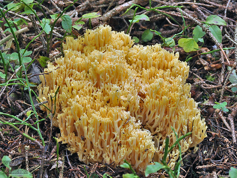 Ramaria pallidosaponaria Kuřátka zrosolovatělá bledoslizká