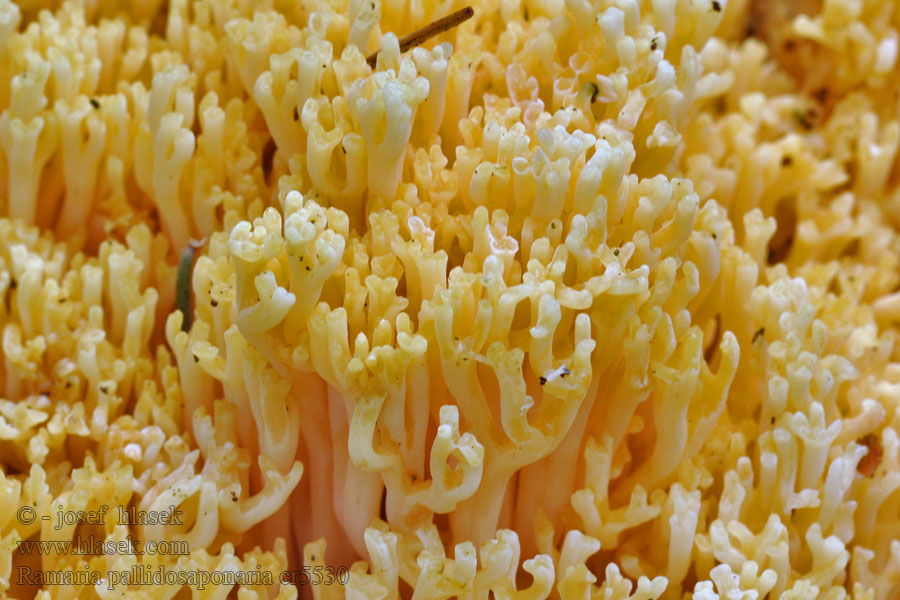 Ramaria pallidosaponaria Gelatinöse Koralle