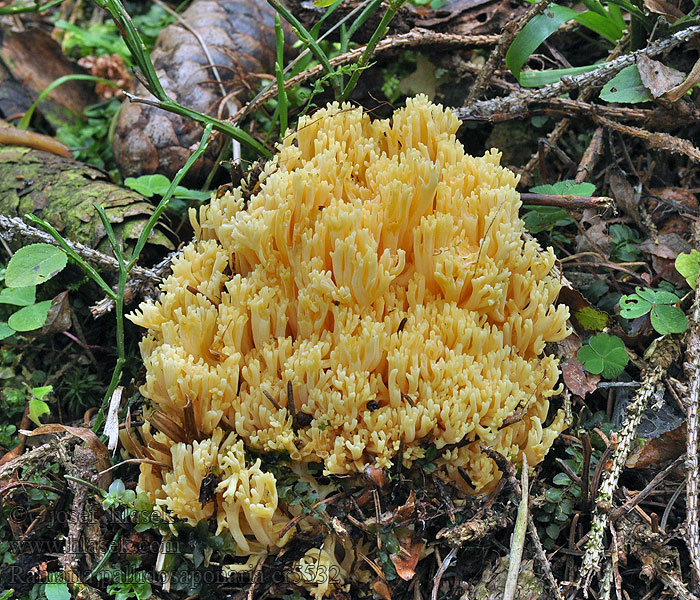 Ramaria pallidosaponaria Rosagelbe Buchen-Koralle