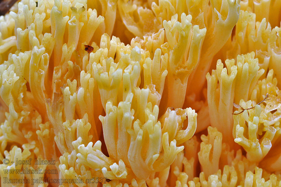 Ramaria pallidosaponaria Feketésbarna kőris-csészegomba