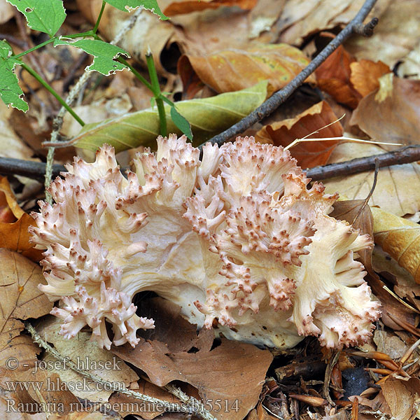 Ramaria rubripermanens bi5514