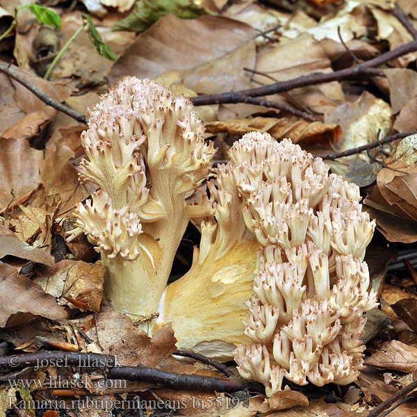 Ramaria rubripermanens bi5519