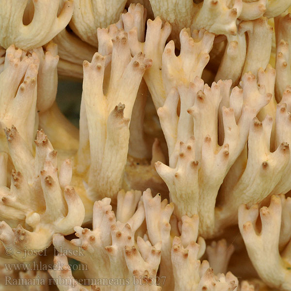 Ramaria rubripermanens bi5527