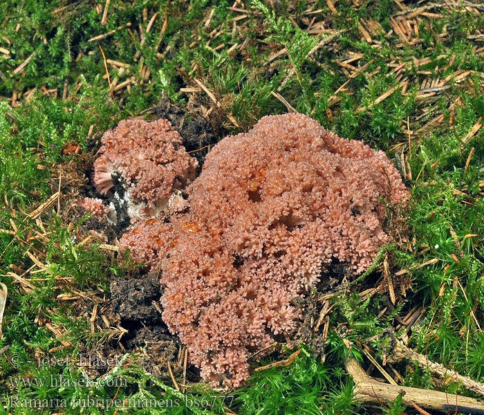 Ramaria rubripermanens