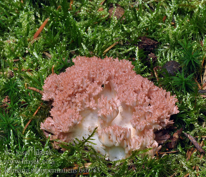 Ramaria rubripermanens Kuřátka narůžovělá