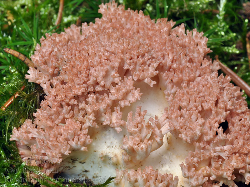 Ramaria rubripermanens Kuřátka narůžovělá