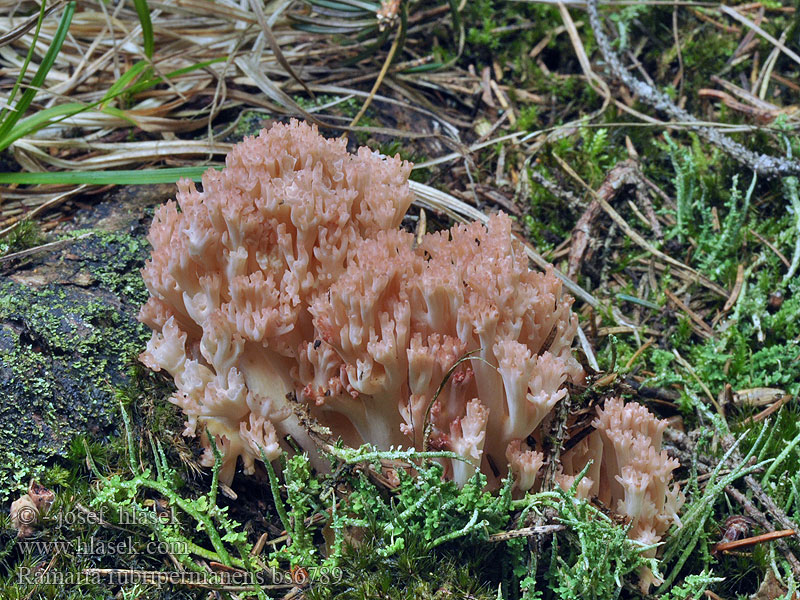 Ramaria rubripermanens Rosaspitzige Koralle