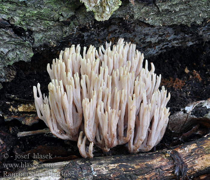 Ramaria_stricta_bm3683