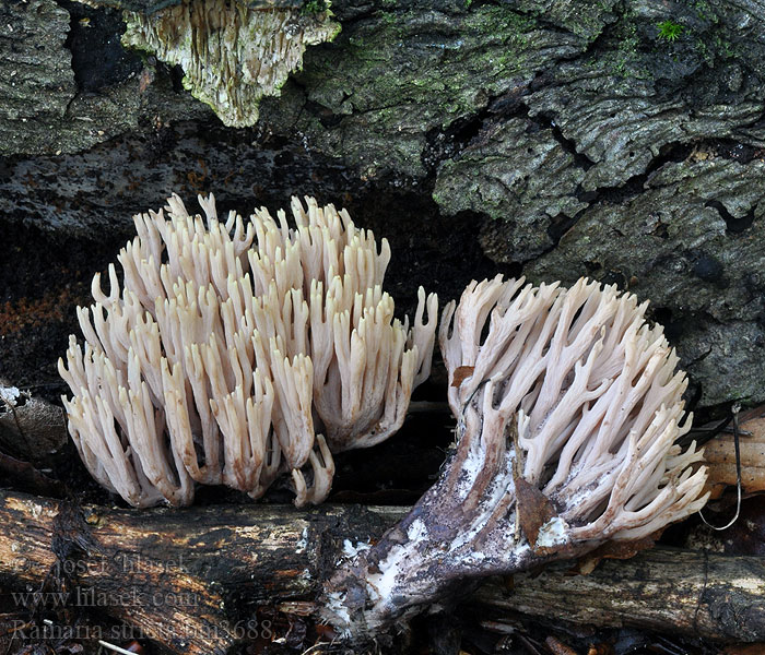 Ramaria stricta Kuřátka tuhá Steife Koralle Rechte Koraalzwam Koralówka sztywna Strapačka vzpriamená Rank Koralsvamp Rak fingersvamp Suorahaarakas Clavaire dressée Rank korallsopp Рамария жесткая Strict-branch coral