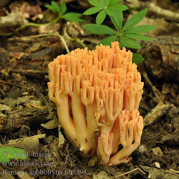 Ramaria subbotrytis Clavaria Strapačka lososovoružová Kuřátka lososová Clavaire corail rose Rosenrote Koralle Koralówka łososioworóżowa