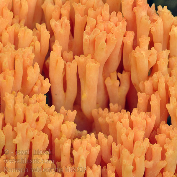 Ramaria subbotrytis bh8503