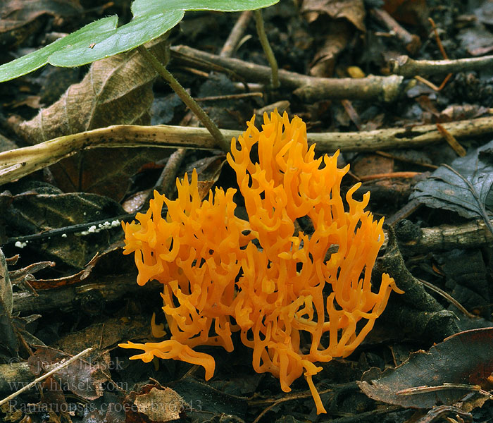 Ramariopsis crocea Kuřinec šafránový