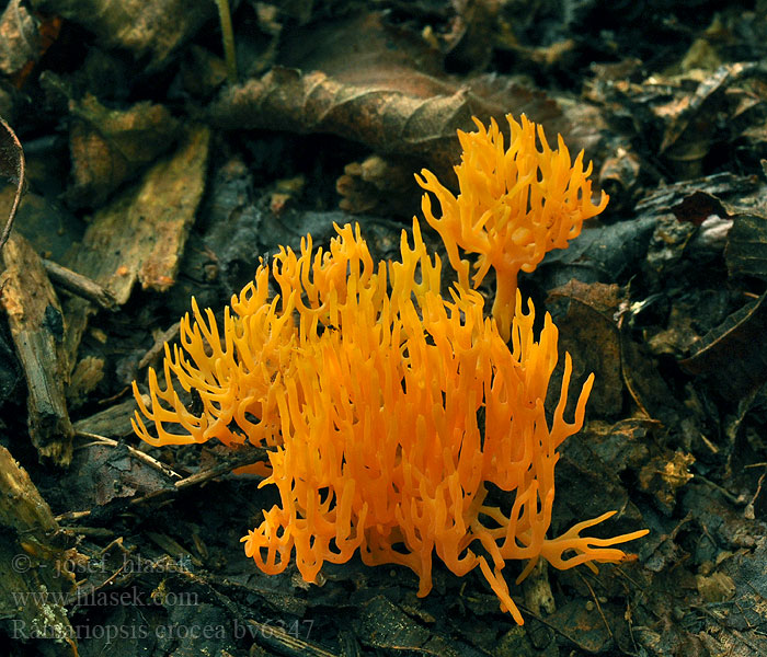 Ramariopsis crocea Safrangelbe Wiesenkoralle