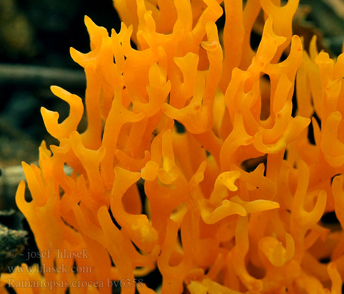 Ramariopsis crocea Clavaire safran Safransmåfingersopp