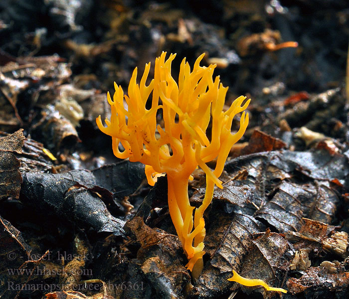 Ramariopsis crocea Рамариопсис шафрановый