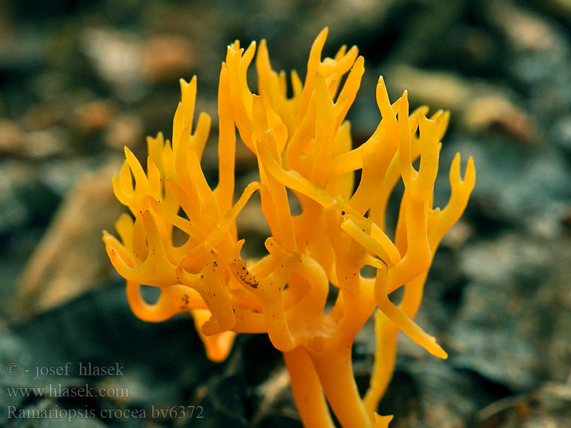 Safrangelbe Wiesenkoralle Ramariopsis crocea