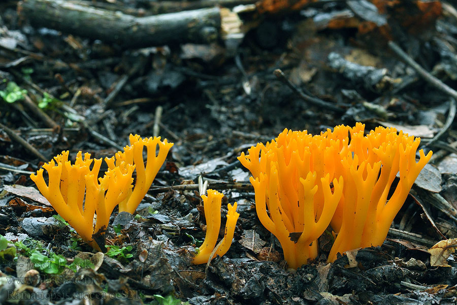 Safrangelbe Wiesenkoralle Ramariopsis crocea