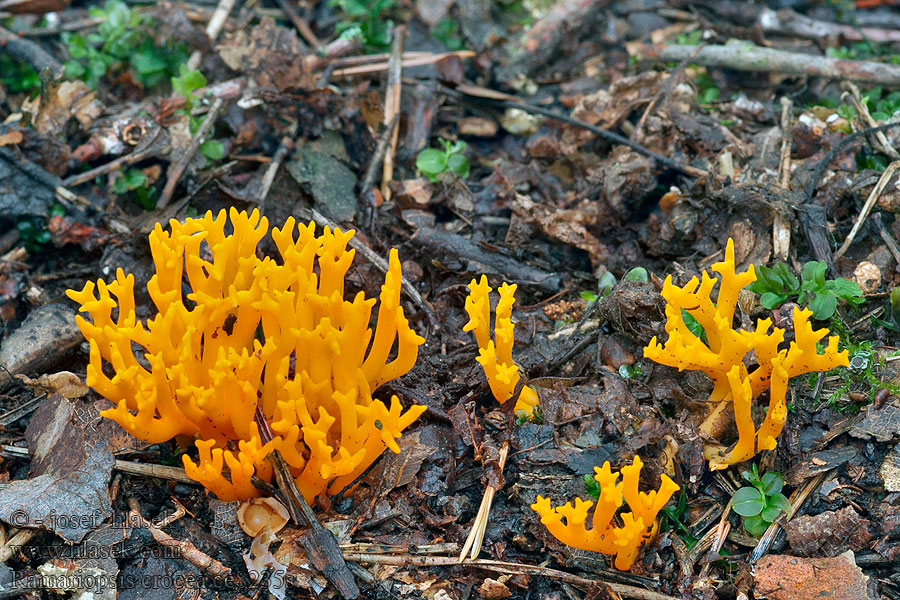 Oranjegeel koraaltje Ramariopsis crocea