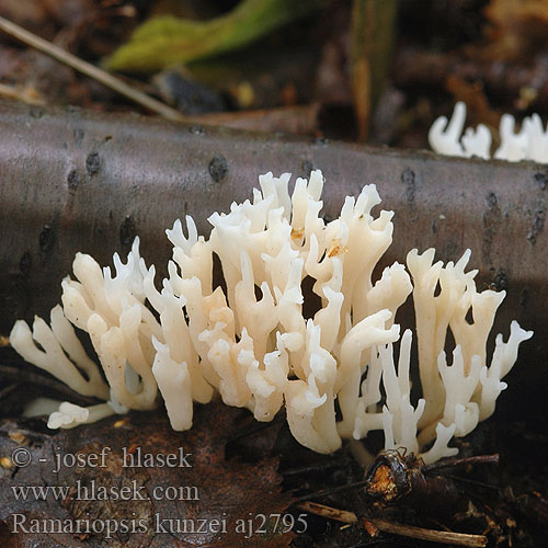 Ramariopsis kunzei Kuřinec Kunzeův Ivory Coral White Mushroom 白色拟枝瑚菌 Ivoorkoraaltje Mangegrenet køllesvamp Ramaire Kunz シロヒメホウキタケ Weißliche Wiesenkoralle Hvit småfingersopp Koralownik białawy Snövit fingersvamp