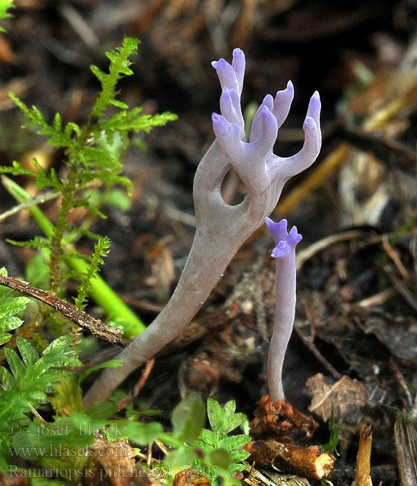 Lilafarbene Wiesenkoralle Pastrapačka fialová Violet køllesvamp