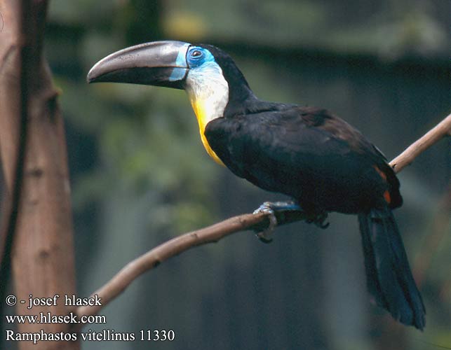 Ramphastos vitellinus 11330