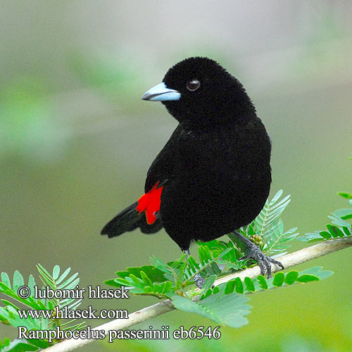 Ramphocelus passerinii Scarlet-rumped Tanager Tangara zpěvná Passerini-Tangare Skarlagenrygget Fløjlstangar Sangre Toro Terciopelo Tángara Punaperätangara Tangara croupion rouge Tangara groppone scarlatto コシアカフウキンチョウ Roodrugtangare Tapiranga szkarlatno-czarna Краснопоясничная расписная танагра