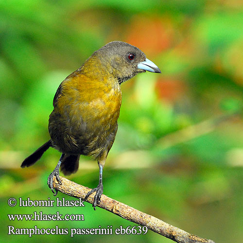 Tapiranga szkarlatno-czarna Краснопоясничная расписная танагра Ramphocelus passerinii Scarlet-rumped Tanager Tangara zpěvná Passerini-Tangare Skarlagenrygget Fløjlstangar Sangre Toro Terciopelo Tángara Punaperätangara Tangara croupion rouge Tangara groppone scarlatto コシアカフウキンチョウ Roodrugtangare