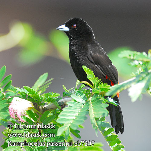 Scarlet-rumped Tanager Tangara zpěvná Passerini-Tangare Skarlagenrygget Fløjlstangar Sangre Toro Terciopelo Tángara Punaperätangara Tangara croupion rouge Tangara groppone scarlatto コシアカフウキンチョウ Roodrugtangare Tapiranga szkarlatno-czarna Краснопоясничная расписная танагра Ramphocelus passerinii