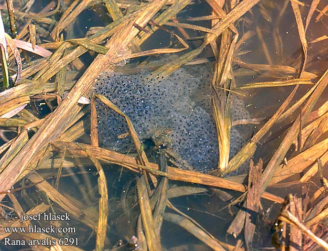 Skokan ostronosý Rana campestre