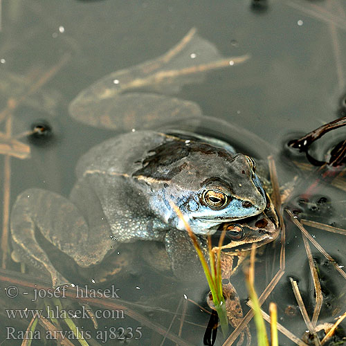 Barska žaba Plavček Magrip kurbağası Жаба