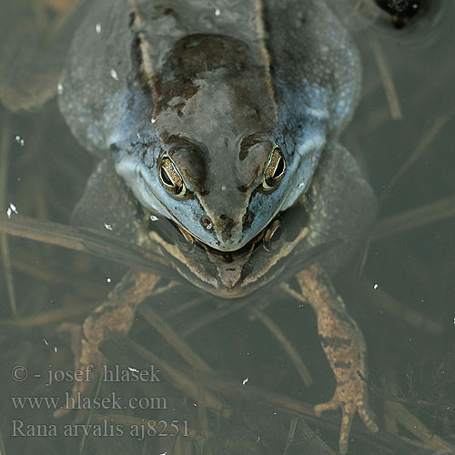 Moor Frog Spidssnudet frø Peltosammakko Grenouille champs