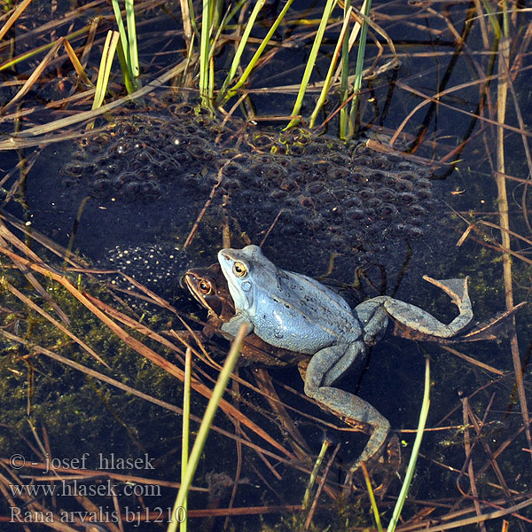 Rana arvalis Moor Frog Spidssnudet frø Peltosammakko