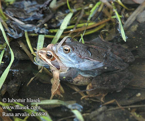 Magrip kurbağası Жаба гостроморда