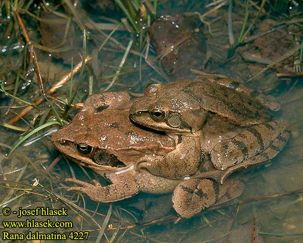 Rana dalmatina Agile Frog 捷蛙 Grenouille agile Springkikker Springfrosk Rana agile Erdei béka Springfrosch Żaba dalmatyńska Skokan štíhly Skokan štíhlý Rana ágil Långbensgroda Çevik kurbağa Rauna svelta Skignan Горска жаба Rã-ágil Прыткая лягушка Rosnica Шумска жаба Жаба прудка Springfrø Hyppysammakko