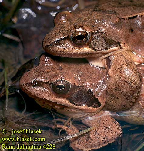 Rana agile Erdei béka Springfrosch Żaba dalmatyńska Skokan štíhly Skokan štíhlý Rana ágil Långbensgroda Çevik kurbağa Rauna svelta Skignan Горска жаба Rã-ágil Прыткая лягушка Rosnica Шумска жаба Жаба прудка Springfrø Hyppysammakko Rana dalmatina Agile Frog 捷蛙 Grenouille agile Springkikker Springfrosk