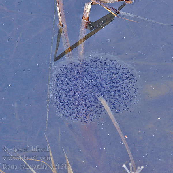 Springkikker Springfrosk Rana agile Erdei béka Springfrosch Żaba dalmatyńska Skokan štíhly Skokan štíhlý Rana ágil Långbensgroda Çevik kurbağa Rauna svelta Skignan Горска жаба Rã-ágil Прыткая лягушка Rosnica Шумска жаба Жаба прудка Springfrø Hyppysammakko Rana dalmatina Agile Frog 捷蛙 Grenouille agile