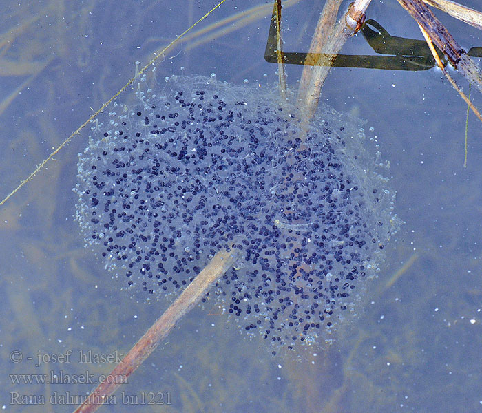 Rana dalmatina Agile Frog 捷蛙 Grenouille agile Springkikker Springfrosk Rana agile Erdei béka Springfrosch Żaba dalmatyńska Skokan štíhly Skokan štíhlý Rana ágil Långbensgroda Çevik kurbağa Rauna svelta Skignan Горска жаба Rã-ágil Прыткая лягушка Rosnica Шумска жаба Жаба прудка Springfrø Hyppysammakko