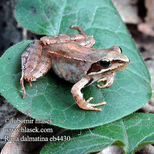 Springfrø Hyppysammakko Rana dalmatina Agile Frog 捷蛙 Grenouille agile Springkikker Springfrosk Rana agile Erdei béka Springfrosch Żaba dalmatyńska Skokan štíhly Skokan štíhlý Rana ágil Långbensgroda Çevik kurbağa Rauna svelta Skignan Горска жаба Rã-ágil Прыткая лягушка Rosnica Шумска жаба Жаба прудка