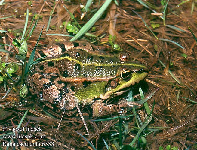 Rana esculenta Edible Frog Gron fro syötävä