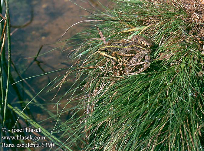 Rana esculenta Grenouille verte Middelste groene kikker