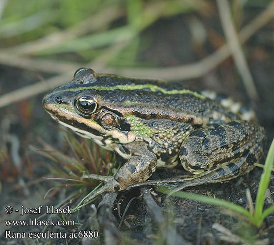 Rana esculenta Middelste groene kikker Rana verde minore