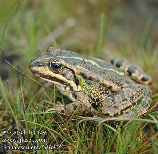 Rana esculenta Rana verde minore esculenta