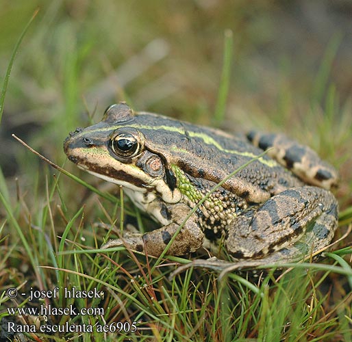 Rana esculenta Rana verde minore esculenta