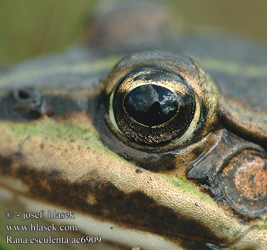 Rana esculenta kecskebéka fajcsoport Wasserfrosch