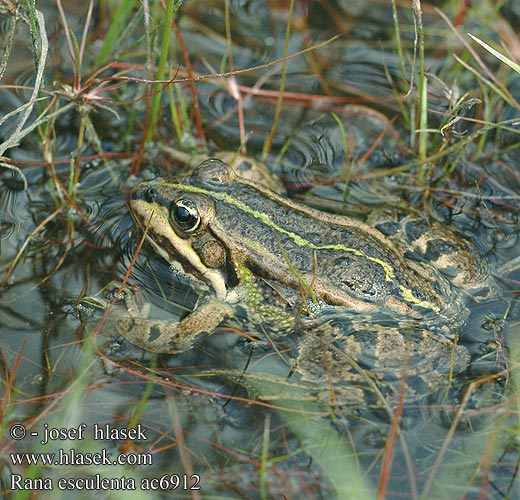 Rana esculenta Wasserfrosch Teichfrosch Żaba wodna